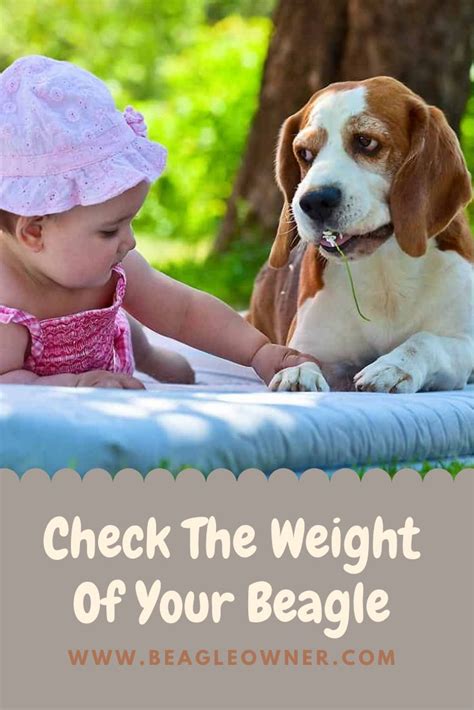 Check The Weight Of Your Beagle Weight Chart Beagle Weight Beagle