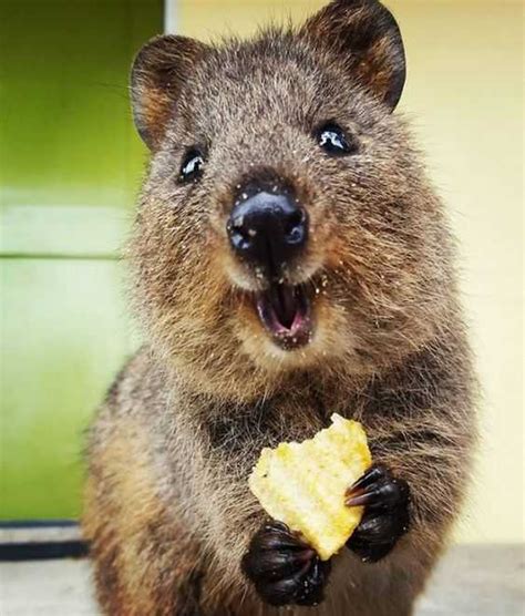 30 Funny Quokka Pictures That Will Make You Book A Flight To Australia