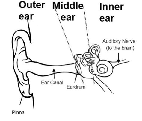 Human Ear Diagram For Children Human Ear Diagram For Children Healt