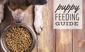 At the age of 3 months, your puppy will begin to need a little less. How Much Food Should I Feed My Puppy? - CanineJournal.com