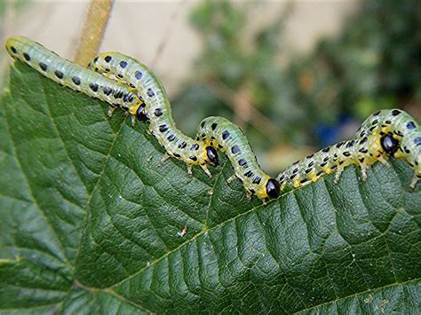 They are munching their way across the region and leaving few leaves on he says the caterpillars can cause real problems for the human population of northern ontario, but says because this is a a forest tent caterpillar with white spots. Craesus septentrionalis | NatureSpot