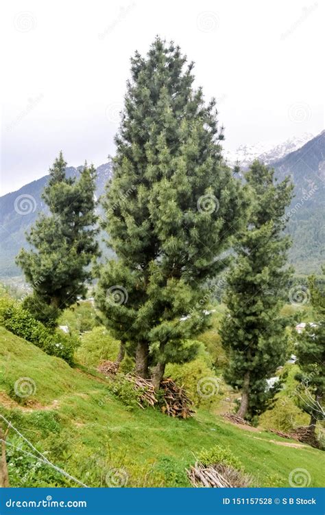 Stunning Photograph Of A Beautiful Deodar Cedar Cedrus Deodara Tree
