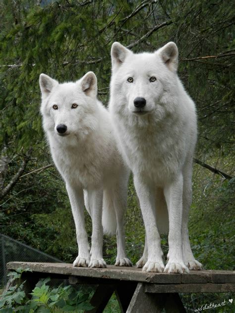 #wolf #anime wolf #manga wolf #wolves #anime wolves #manga wolves #earth #fire #water #elements #anime elements #white wolves #white who else remembers watching 'anime wolf' picture slideshow amv's with everytime we touch song as the soundtrack on youtube in like 2010? How To Draw Anime Wolves, Anime Wolves Step 12 | Chainimage