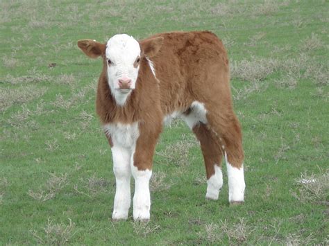 Simmental Calf Ganado Vacuno Ganado