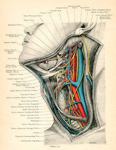 3d interactive tutorials on the anatomy of the neck, including the anatomical organisation, musculature, larynx, pharynx, blood supply and innervation. Arteries in the Neck | Medical illustration, Anatomy art ...