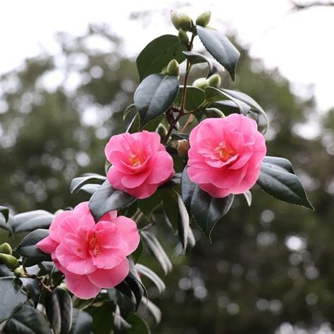 Have You Spotted The Splashes Of Pink Along Camellia Walk These Showy