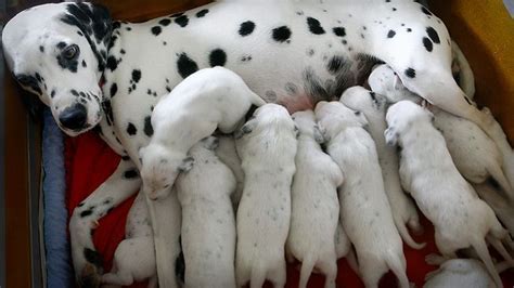 The dalmatian puppies comprise the vast majority of the titular characters of one hundred and one dalmatians and related media. 9 Dalmatian Puppies For sale | Halifax, West Yorkshire | Pets4Homes