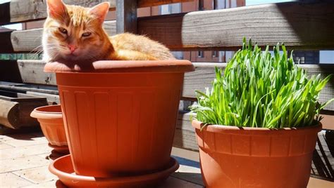 Antiviral is an herbal formula that helps dogs and cats with viral infections. 5 Tasty Herbs That Are Safe To Feed To Your Cat - CatTime