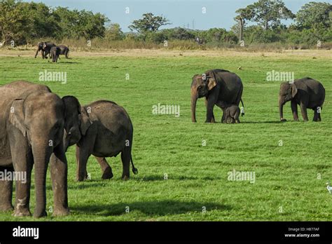 A Herd Of Sri Lankan Elephants The Largest Of Four Subspecies Of The