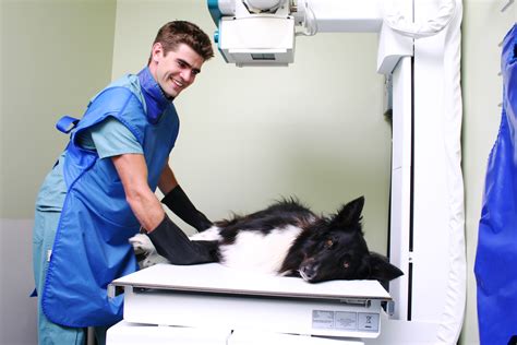 Veterinary Radiology Technician Salary Infolearners