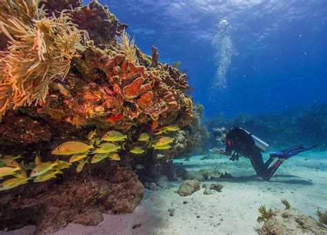 Coral Restoration Foundation Floridas Coral Reef