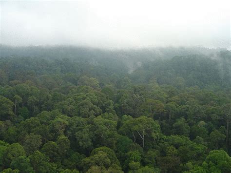 In a total area of nearly 17,180 acres (6,950 hectares), it is cited as having some of the greatest plant biodiversity on the planet. LHP - AsiaFlux