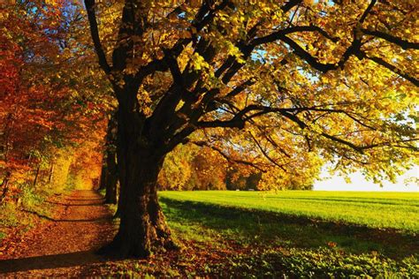 Fall Scenery Backgrounds ·① Wallpapertag