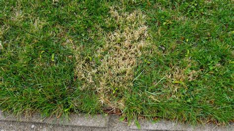Gardening Perennial Grassy Weeds In Lawns Are Noticeable
