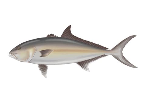 Greater Amberjack Seriola Dumerili Fish Database