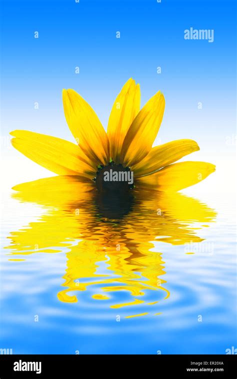 Yellow Flower Reflected In Rendered Water Stock Photo Alamy