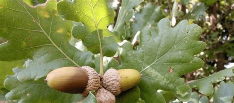 Texas Oak Tree Leaves And Varieties That Thrive In Our Climate Abc Blog