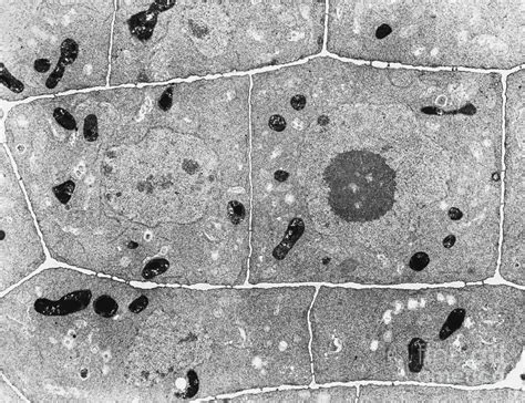 Root Cell Of Plant Tem Photograph By David M Phillips Pixels