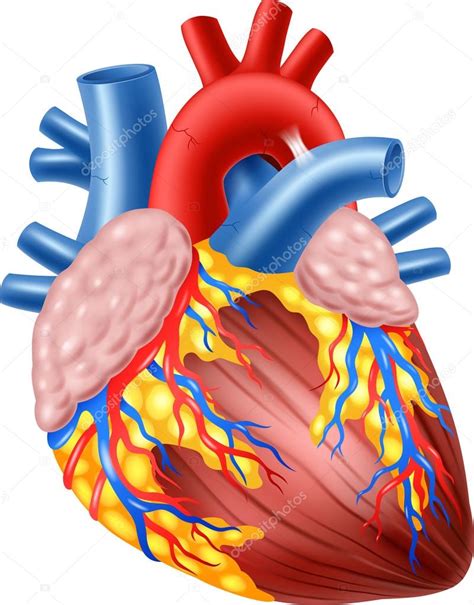 Ilustração Da Anatomia Do Coração Humano — Vetores De Stock © Tigatelu