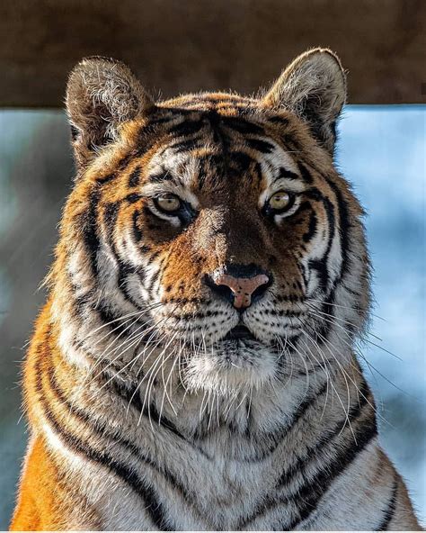 Tigers Are Magnificent On Instagram What A Magnificent Beast 🐯