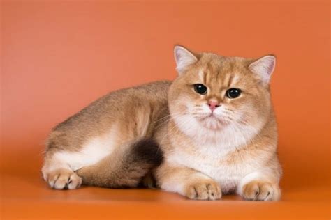 Golden British Shorthair Cat Facts Origin And History With Pictures