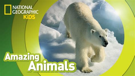 Polar Bear Amazing Animals Youtube