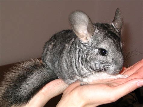 Find out what is the full meaning of pet on abbreviations.com! Chinchilla - Wiktionary