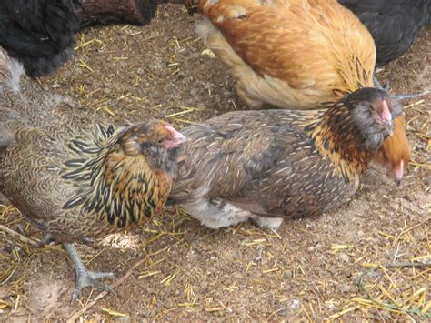 Diffences Between Ees Ameraucanas And Araucanas Page Backyard Chickens Learn How To