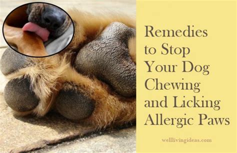 10 Easy Home Remedies To Stop Your Dog Chewing And Licking Allergic Paws