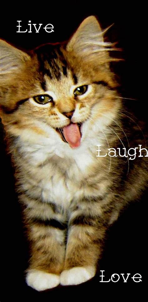 Cat Live Laugh Love Wallpaper By 1artfulangel Download On Zedge 902b