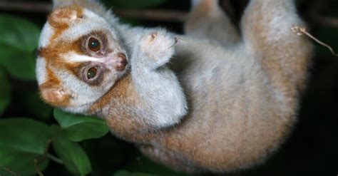 The Top 8 Slowest Animals In The World Az Animals