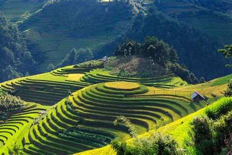 The Most Spectacular Golden Rice Terrace Fields In Northern Vietnam