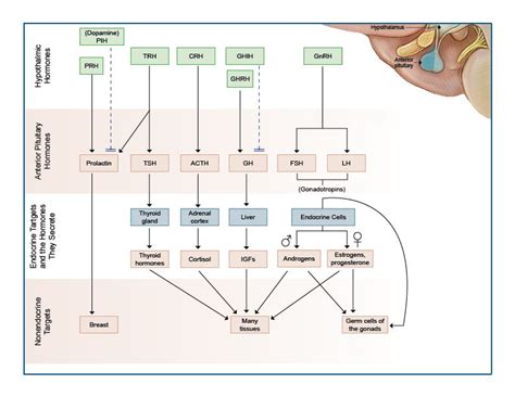 Endocrine system, Endocrine, Hormones