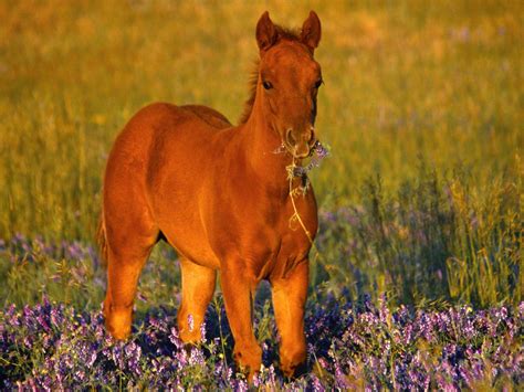 Cute Baby Horses Wallpapers Top Free Cute Baby Horses Backgrounds