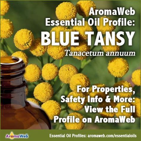 Blue Tansy Essential Oil Uses And Benefits Aromaweb Essential Oil