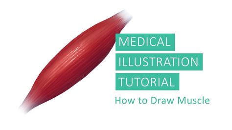 Once you've gained an understanding of how the curves work, combined with some. Medical Illustration Tutorial How to Draw Muscles in Adobe ...