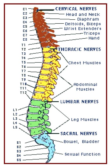 Lumbar Spinal Nerve Chart