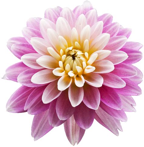 Super Duper Cutie — Transparent Flowers Dahlia X Transparent