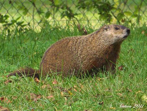 Bi State Wildlife Hotline Inc Groundhogs Or Woodchucks Bi State