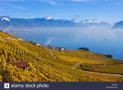 Eine politische gemeinde im distrikt nyon des kantons waadt, siehe le vaud. Rivaz, Switzerland, Europe, canton Vaud, Lavaux, wine ...