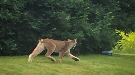 Vermont Wildlife Officials Confirm Lynx Sighting