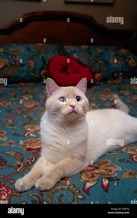 A Portrait Of A Blue Eyed Flame Point Siamese Cat Stock Photo Alamy