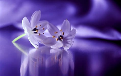 Purple Flower Background Hd ~ Purple Background Flower Dark Wallpaper