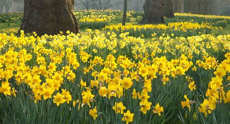 Plant Profiles Daffodils