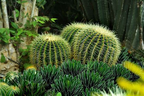 Tres Cactus Verde Cactus Verde Agudo Naturaleza Planta Flor