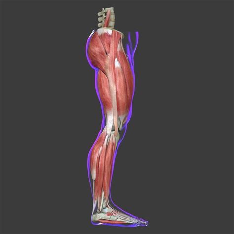 Human Leg Muscle Anatomy Medical Edition 3d Model Leg Muscles Anatomy Muscle Anatomy Muscle