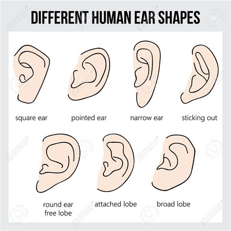 Different Human Ear Shapes All Types Of Ears Royalty Free Cliparts