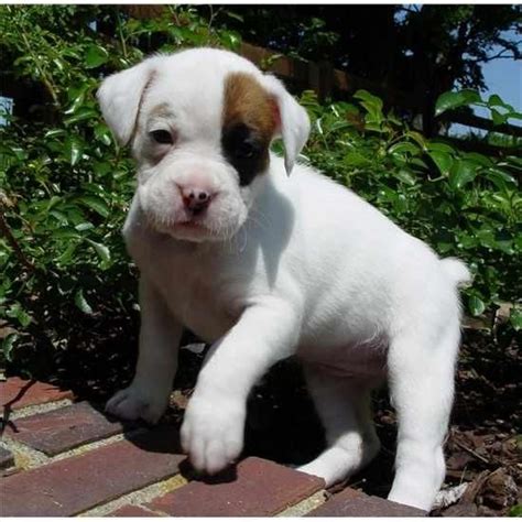 $1800.00 honey brook, pa boxer puppy. Boxer Puppies For Sale | Philadelphia, PA #122172