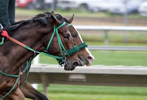 Ruocco Equestrian Thoroughbred Retraining