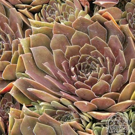 Plant Profile For Sempervivum ‘chocolate Hen And Chicks Perennial